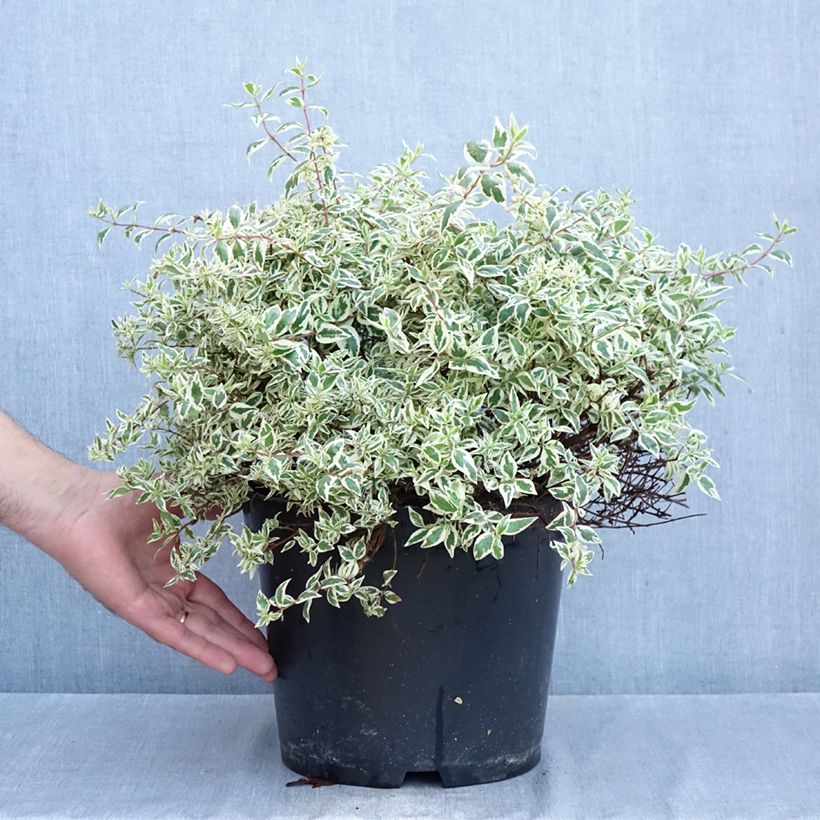 Spécimen de Abelia grandiflora Pink Lady - Abélia à grandes fleurs Pot de 7,5L/10L tel que livré en automne