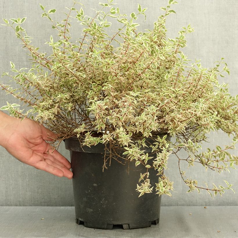 Spécimen de Abelia grandiflora Pink Lady - Abélia à grandes fleurs Pot de 7,5L/10L tel que livré en été