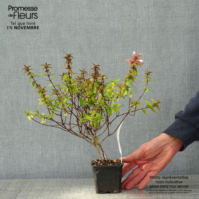 Spécimen de Abelia grandiflora Pisto Godet de 8/9 cm tel que livré en automne