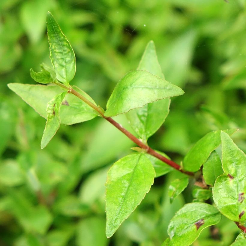 Abelia grandiflora Prostrata (Feuillage)