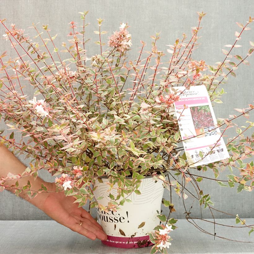 Spécimen de Abélia grandiflora Psykedelik Pot de 4L/5L tel que livré en été