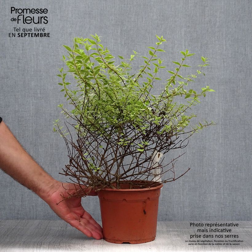 Spécimen de Abelia grandiflora Radiance - Abélia à grandes fleurs Pot de 4L/5L tel que livré en automne