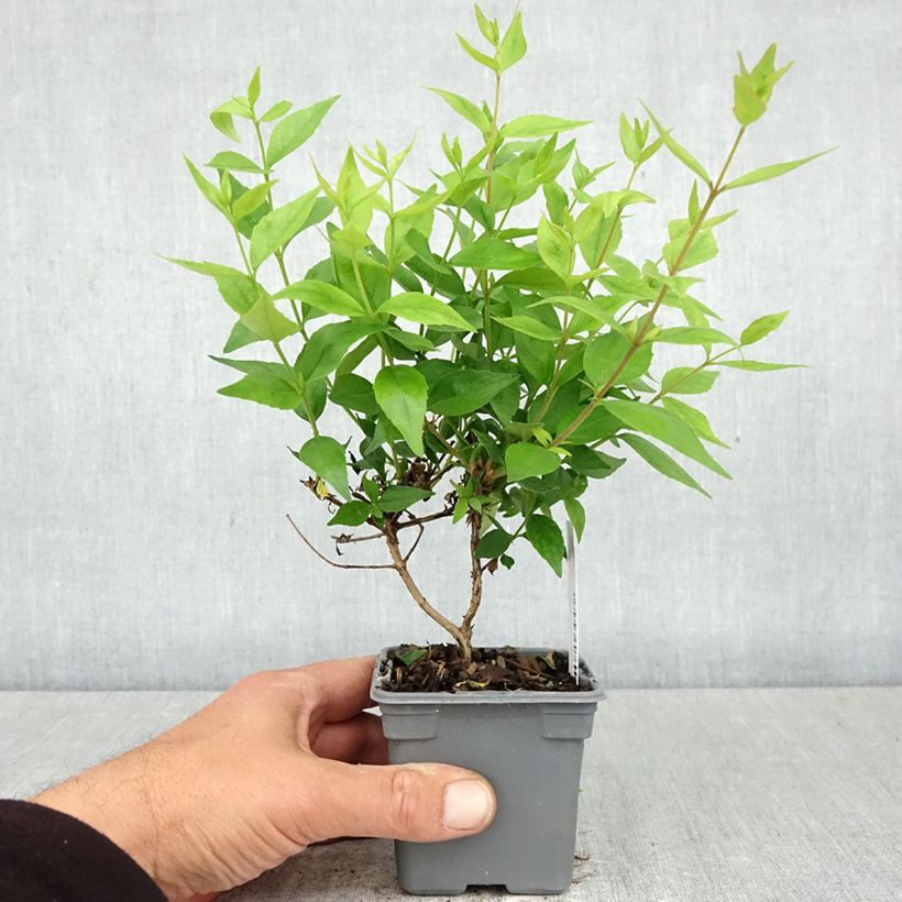 Spécimen de Abelia grandiflora Sherwood Godet de 8/9 cm tel que livré au printemps