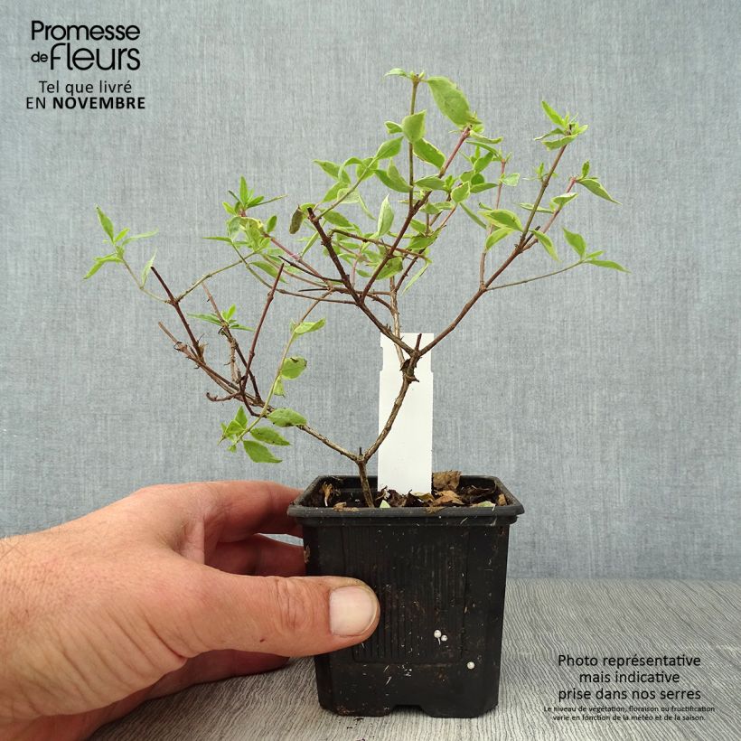 Spécimen de Abelia grandiflora Sunshine Daydream Godet de 8/9 cm tel que livré en automne