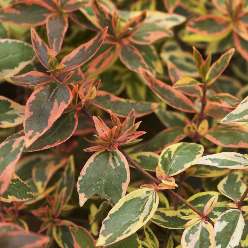Abelia grandiflora Tricolor Charm (Feuillage)