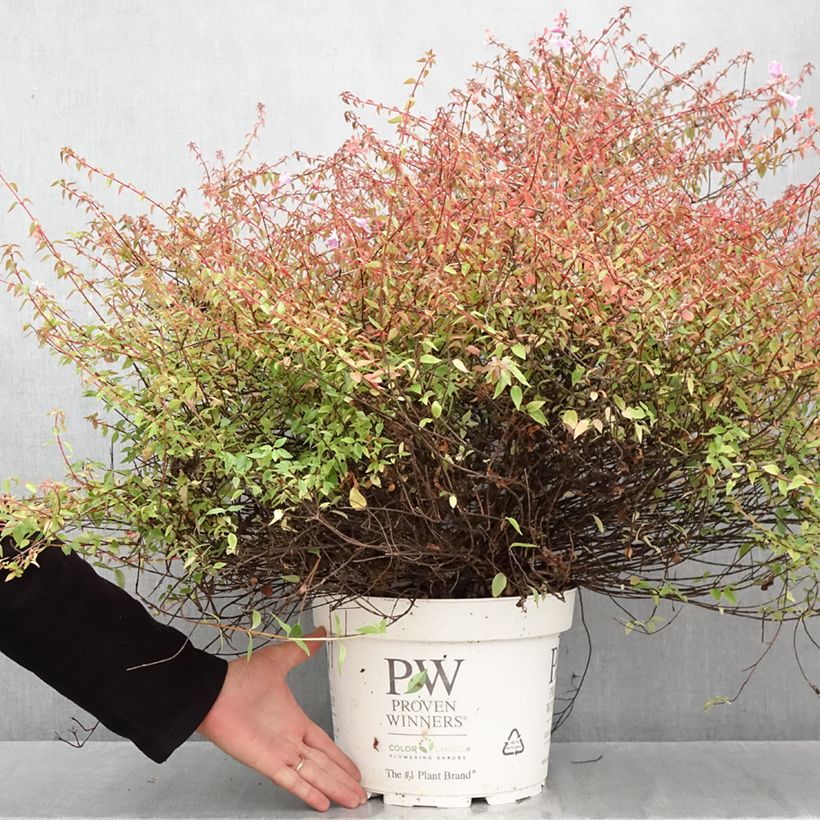Spécimen de Abelia Pinky Bells Pot de 7,5L/10L tel que livré en automne