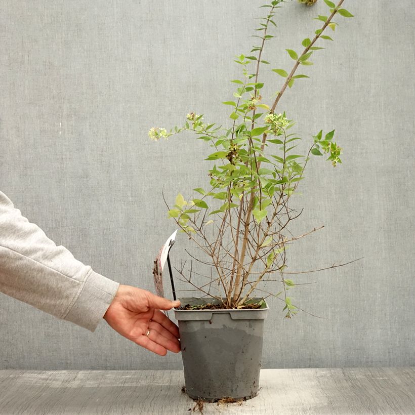 Spécimen de Abelia Raspberry Profusion Pot de 3L/4L tel que livré en automne