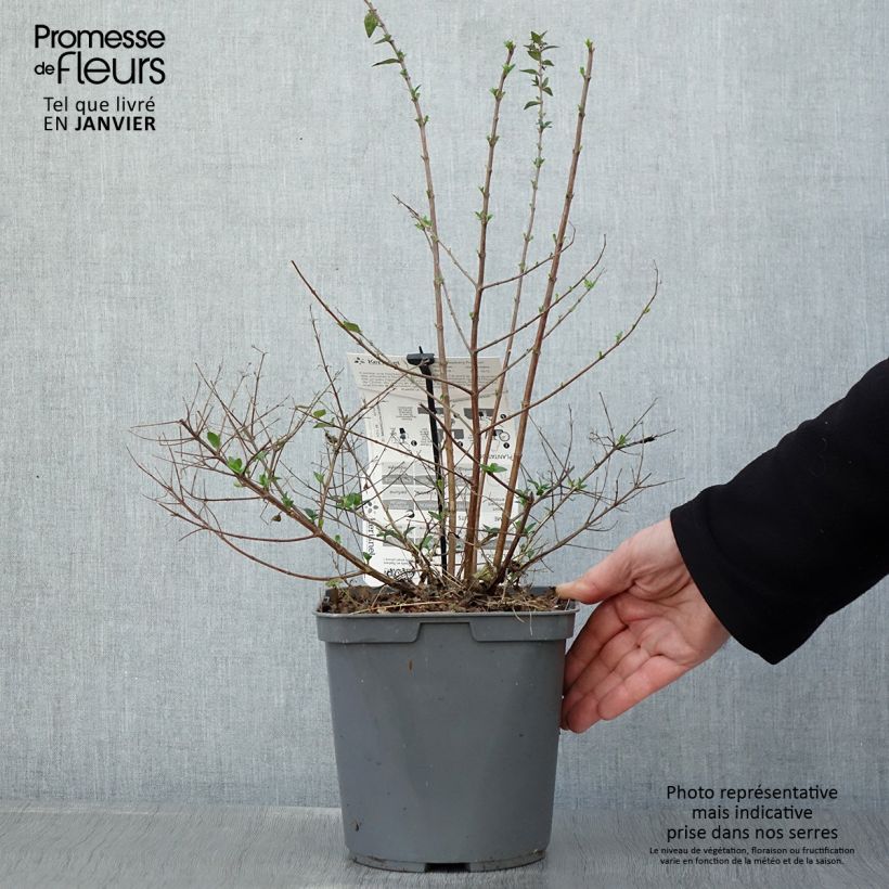 Spécimen de Abelia Raspberry Profusion Pot de 3L/4L tel que livré en hiver