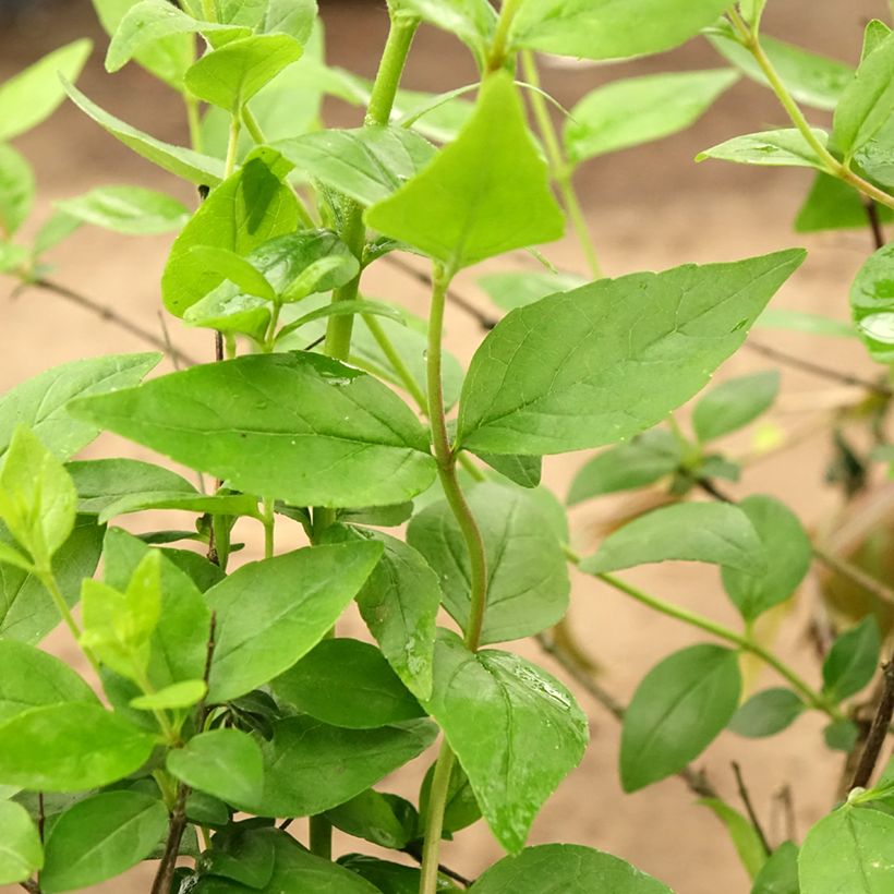Abelia Raspberry Profusion (Feuillage)