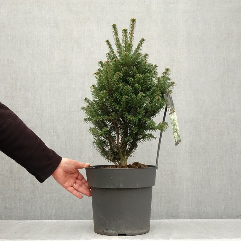 Spécimen de Abies alba Pyramidalis - Sapin blanc nain Pot de 7,5L/10L tel que livré en automne