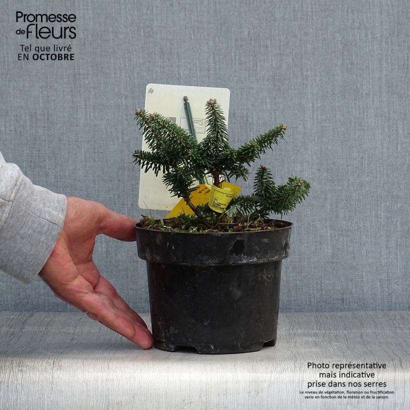 Spécimen de Abies balsamea Nana - Sapin baumier nain Pot de 2L/3L tel que livré en automne