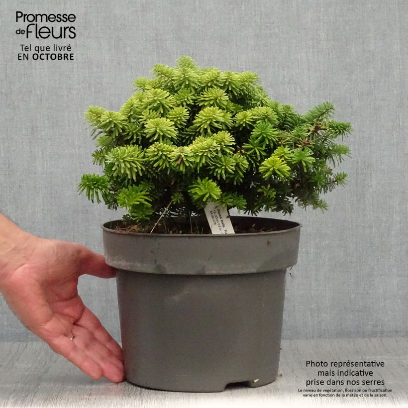 Spécimen de Abies balsamea Nana - Sapin baumier nain Pot de 4L/5L tel que livré en automne