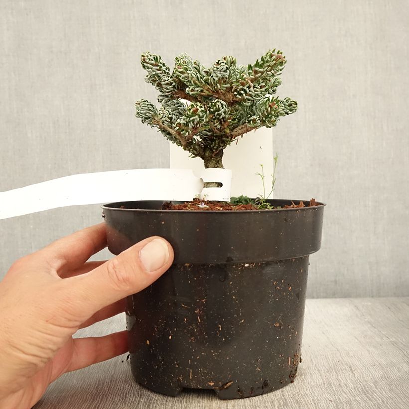 Spécimen de Abies koreana Kohout's Icebreaker® - Sapin de Corée nain Pot de 2L/3L tel que livré en automne