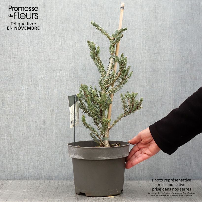 Spécimen de Abies koreana Silberlocke - Sapin de Corée Pot de 4L/5L tel que livré en automne