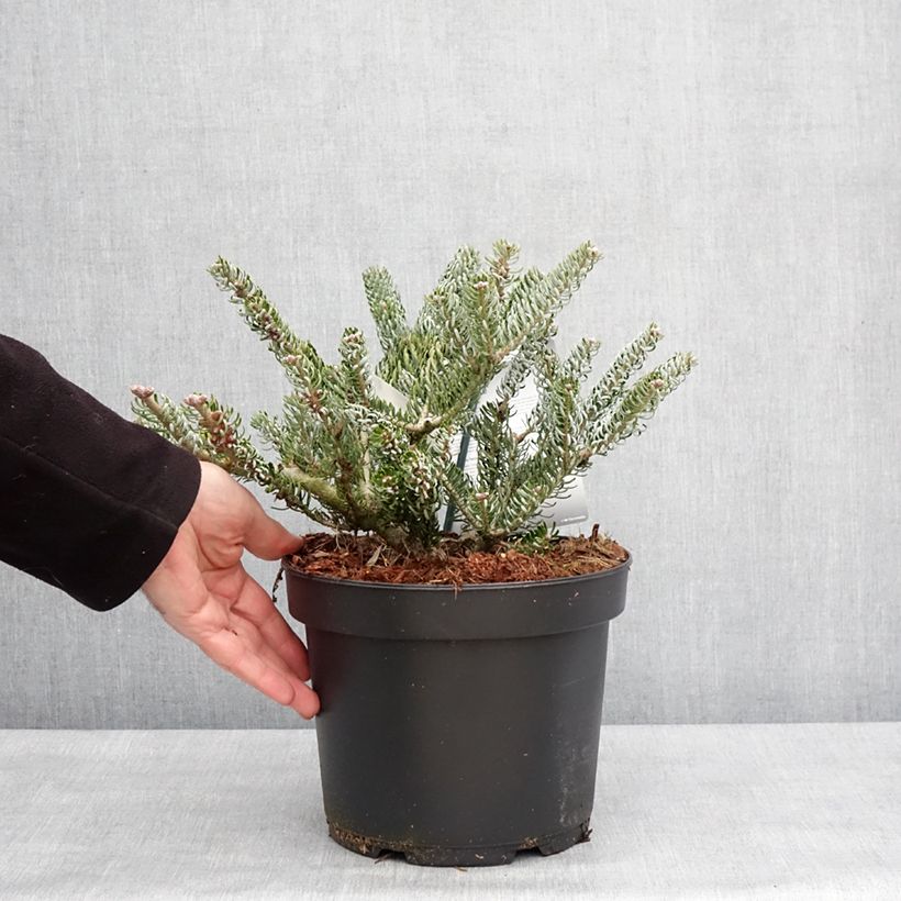 Spécimen de Abies koreana Silberlocke - Sapin de Corée Pot de 4L/5L tel que livré en hiver