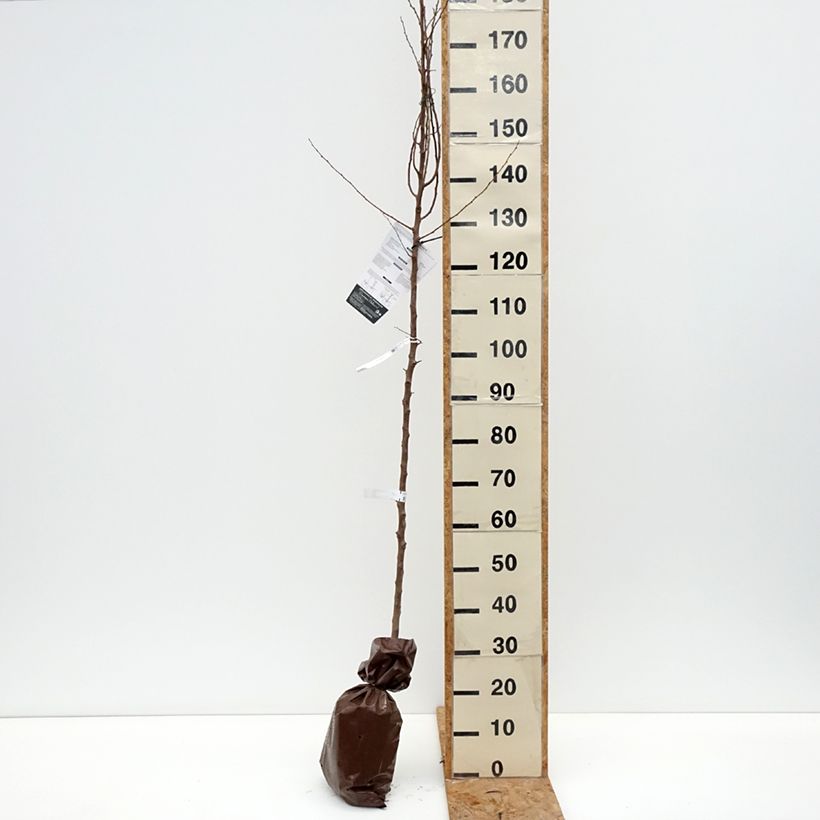 Spécimen de Abricotier Bergeron Motte "Prêt-à-planter", Scion tel que livré en automne