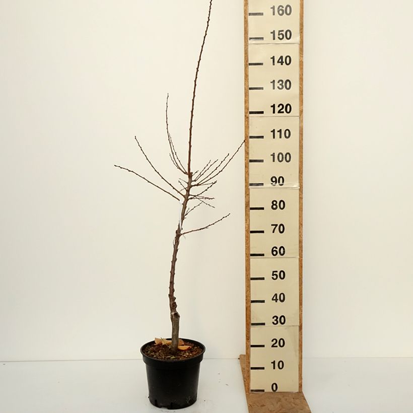 Spécimen de Abricotier Bergeval Pot de 7,5L/10L, Gobelet tel que livré en automne