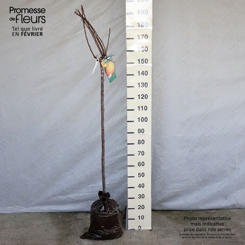 Spécimen de Abricotier Doucoeur - Georges Delbard Motte "Prêt-à-planter", Demi-Tige tel que livré en hiver