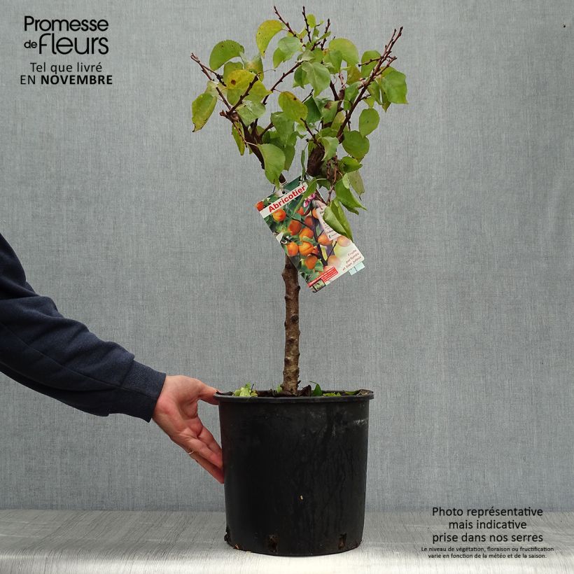Spécimen de Abricotier nain Garden Aprigold Pot de 6L/7L, Nain, Tige de 40 cm tel que livré en automne