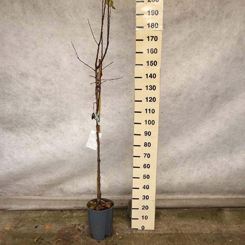 Spécimen de Abricotier Polonais Pot de 7,5L/10L, Demi-Tige tel que livré en automne
