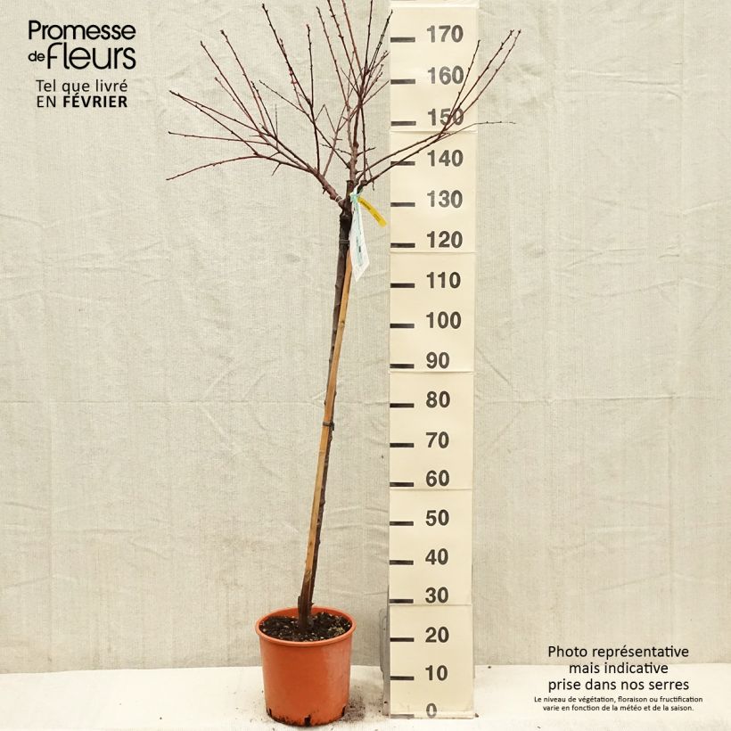 Spécimen de Abricotier - Prunus armeniaca Bulida Pot de 7,5L/10L, Demi-Tige tel que livré en hiver