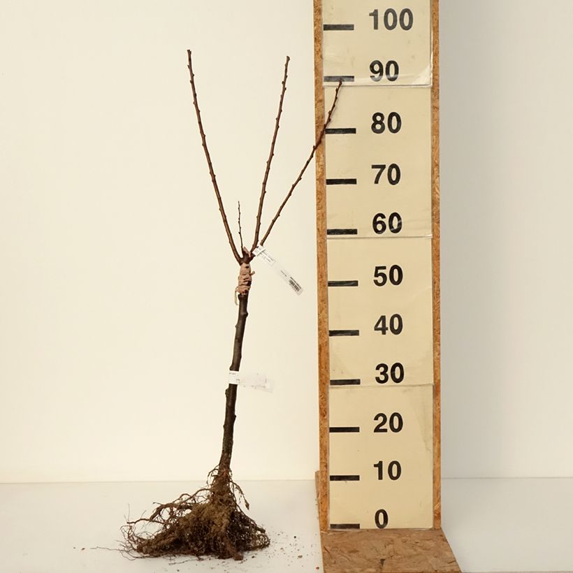 Spécimen de Abricotier - Prunus armeniaca Compacta Racines nues, 1/4 de tige tel que livré en hiver