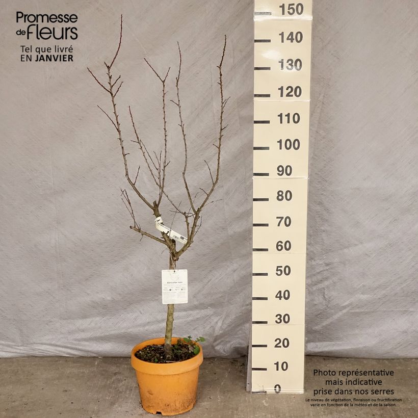 Spécimen de Abricotier - Prunus armeniaca Nanum Pot de 7,5L/10L, Nain tel que livré en hiver