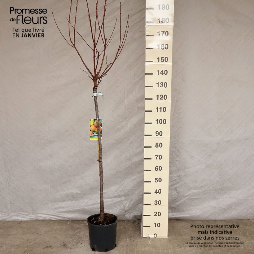 Spécimen de Abricotier - Prunus armeniaca Peche de Nancy Pot de 7,5L/10L, Demi-Tige tel que livré en hiver