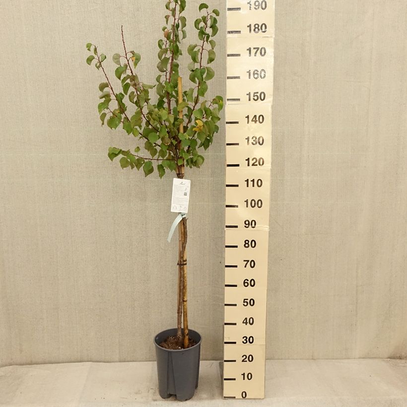Spécimen de Abricotier Rouge du Roussillon Pot de 7,5L/10L, Demi-Tige tel que livré en automne