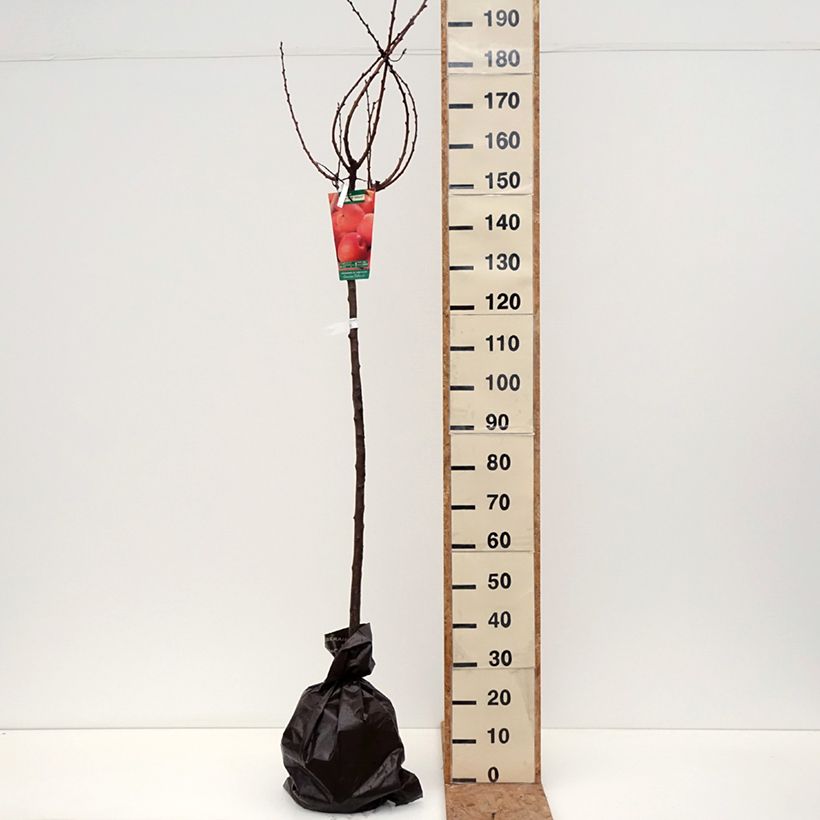 Spécimen de Abricotier Rouge Tardif Delbard - Georges Delbard Motte "Prêt-à-planter", Demi-Tige tel que livré en automne