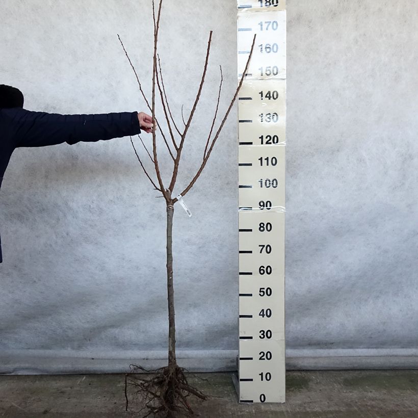 Spécimen de Abricotier Rustique Des Pyrénées - Georges Delbard Racines nues, Gobelet tel que livré en hiver