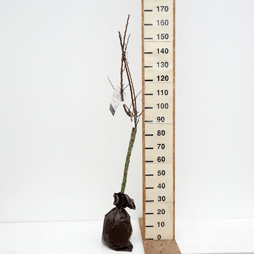 Spécimen de Abricotier Rustique Des Pyrénées - Georges Delbard Motte "Prêt-à-planter", Gobelet tel que livré en hiver