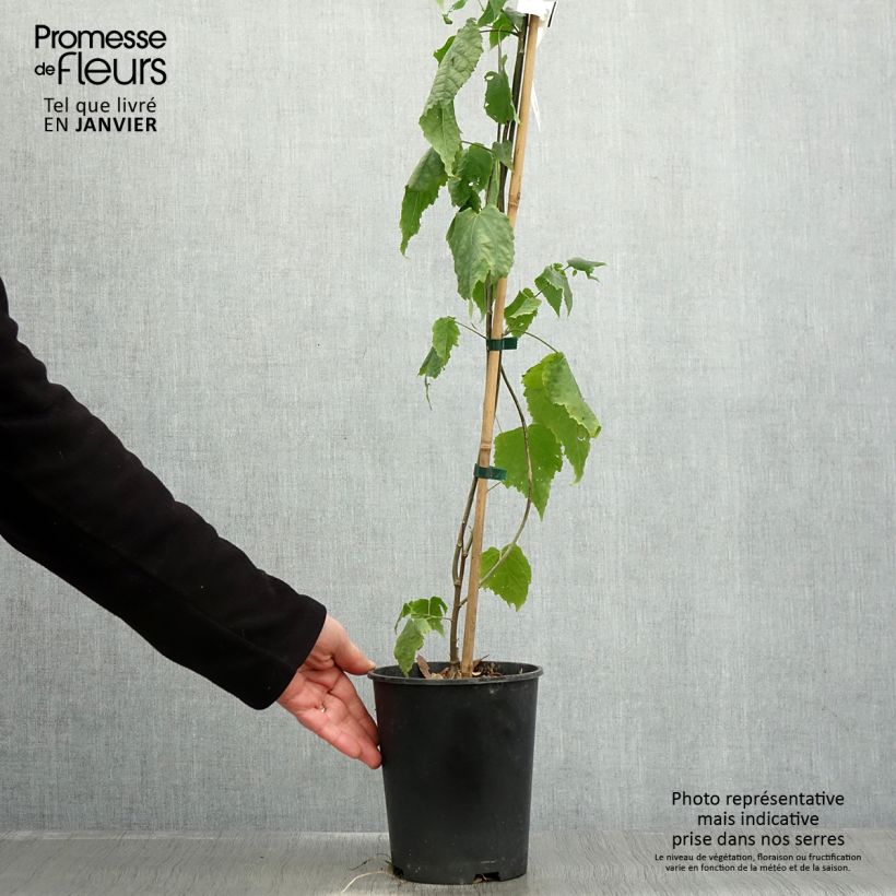 Spécimen de Abutilon megapotamicum - Abutilon du grand fleuve Pot de 3L/4L tel que livré en hiver