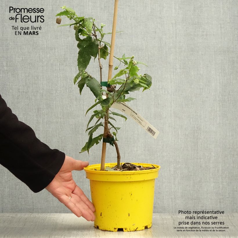 Spécimen de Abutilon megapotamicum Ines Pot de 3L/4L tel que livré au printemps