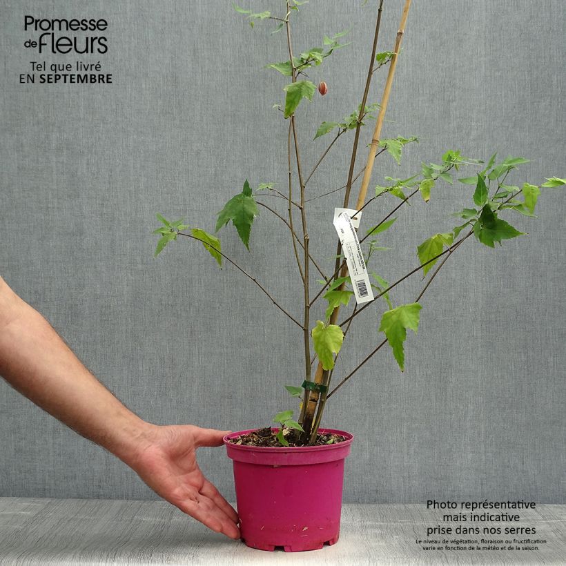 Spécimen de Abutilon Pink Charm Pot de 3L/4L tel que livré en automne