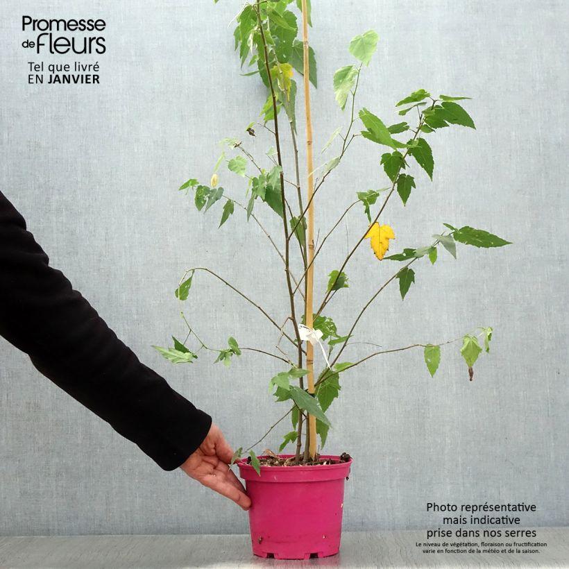 Spécimen de Abutilon Pink Charm Pot de 3L/4L tel que livré en hiver