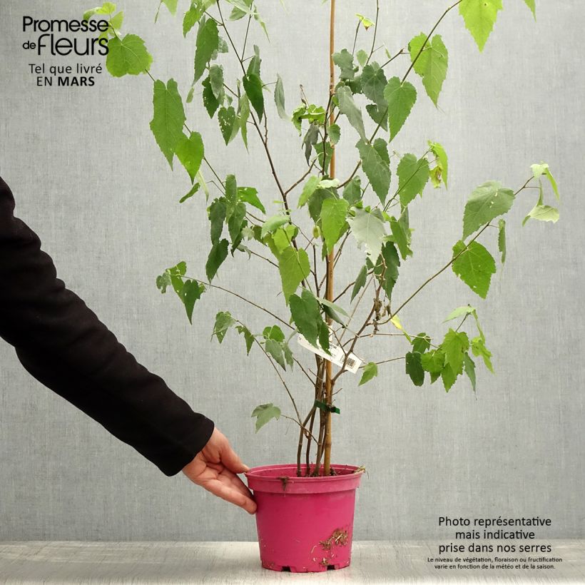 Amostra de Abutilon Pink Charm Vaso de 3 L/4 L tal como entregue na primavera