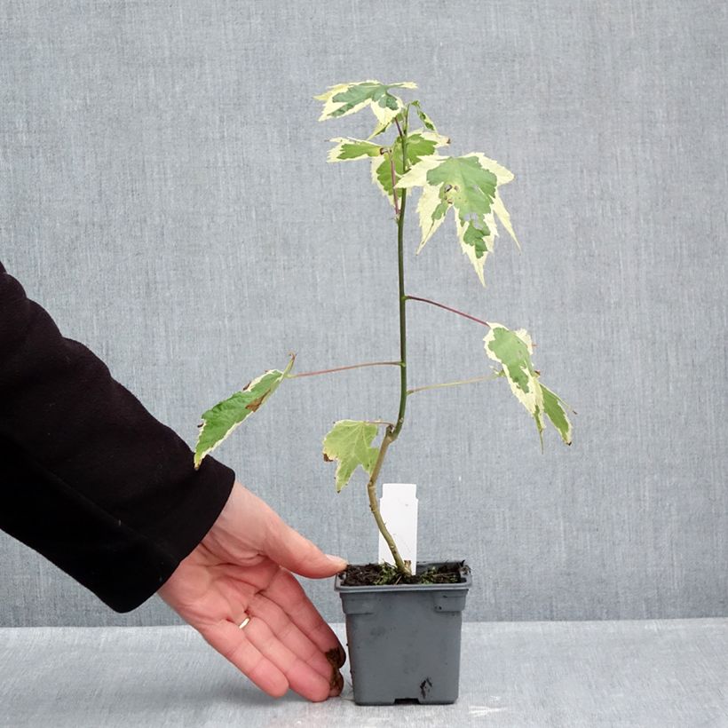 Spécimen de Abutilon Souvenir de Bonn Godet de 8/9 cm tel que livré en automne