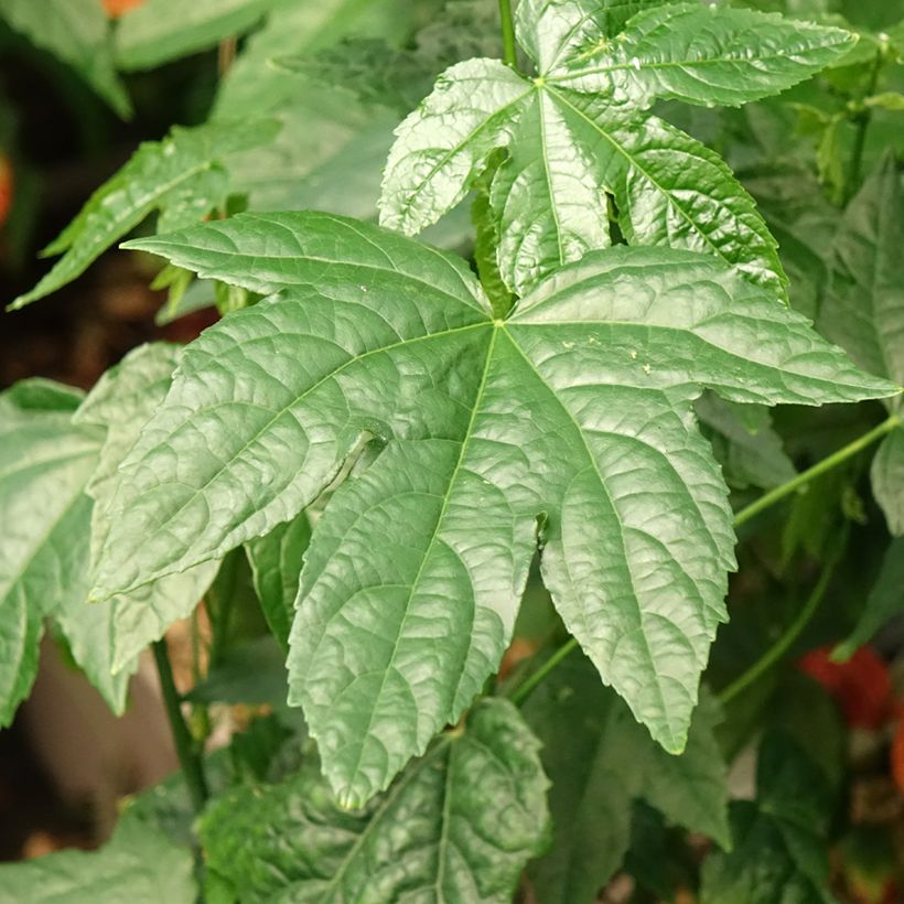 Abutilon striatum Redvein (Feuillage)