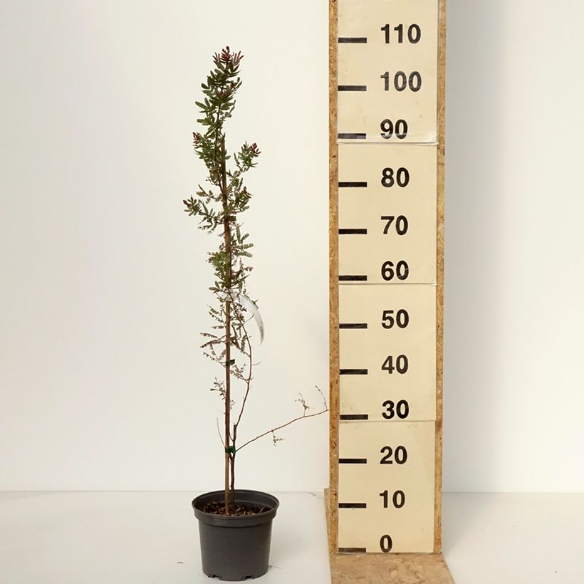 Spécimen de Acacia baileyana Purpurea - Mimosa de Bailey pourpre Pot de 3L/4L tel que livré au printemps