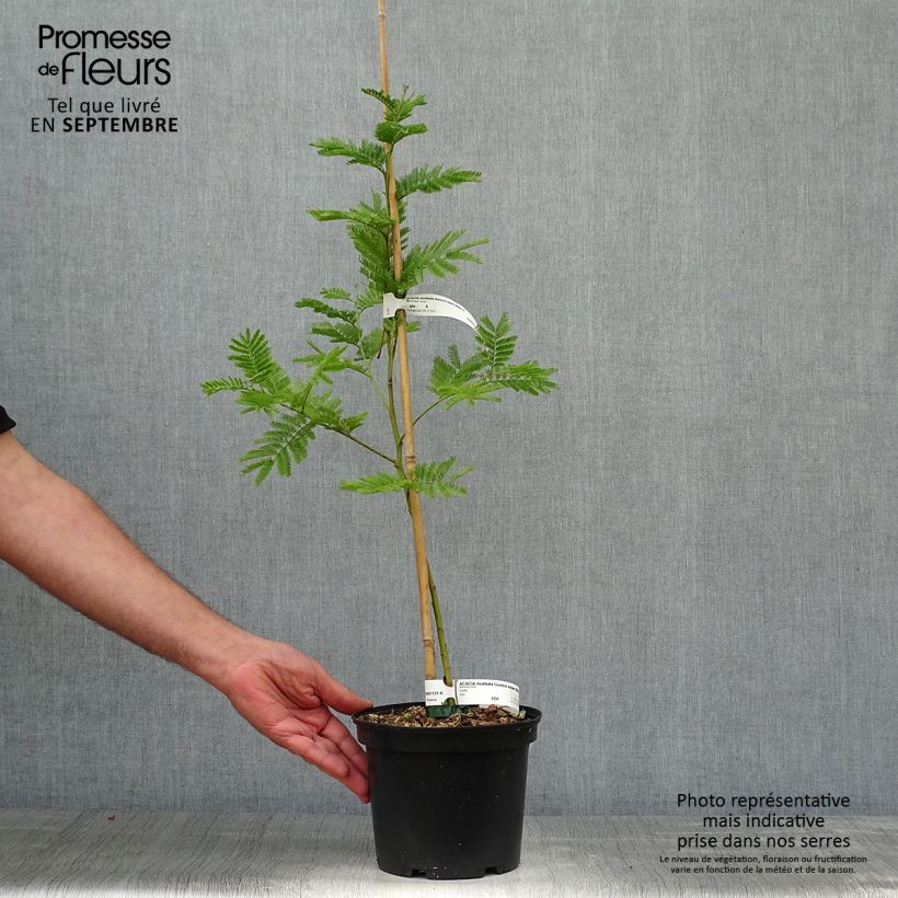 Spécimen de Acacia dealbata Gaulois Astier - Mimosa des fleuristes Pot de 2L/3L tel que livré en automne
