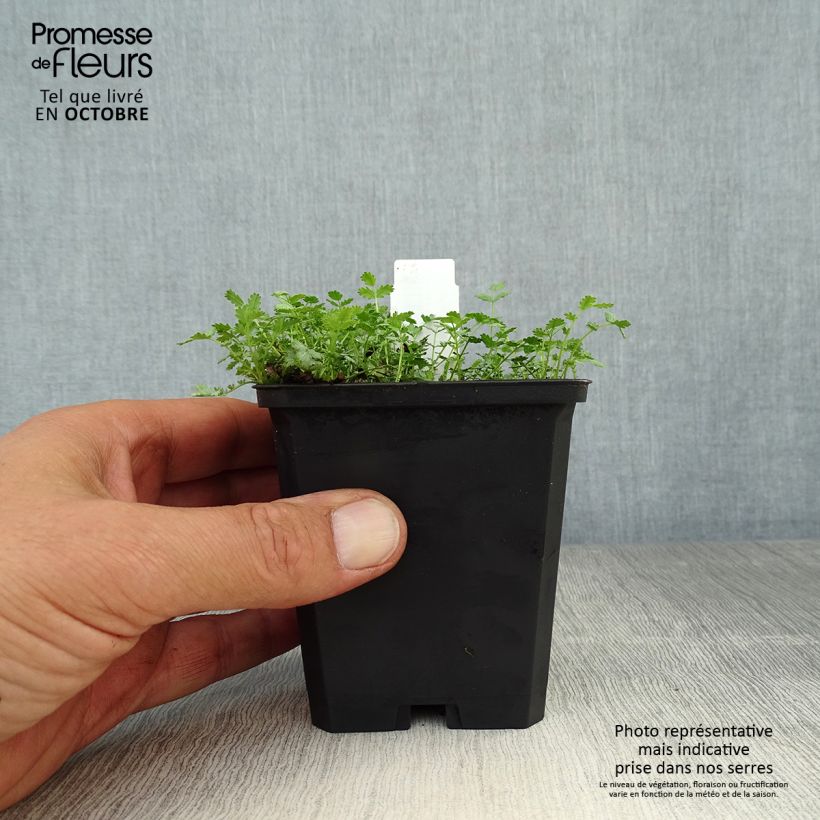 Spécimen de Acaena buchananii - Lampourde Godet de 8/9 cm tel que livré en automne