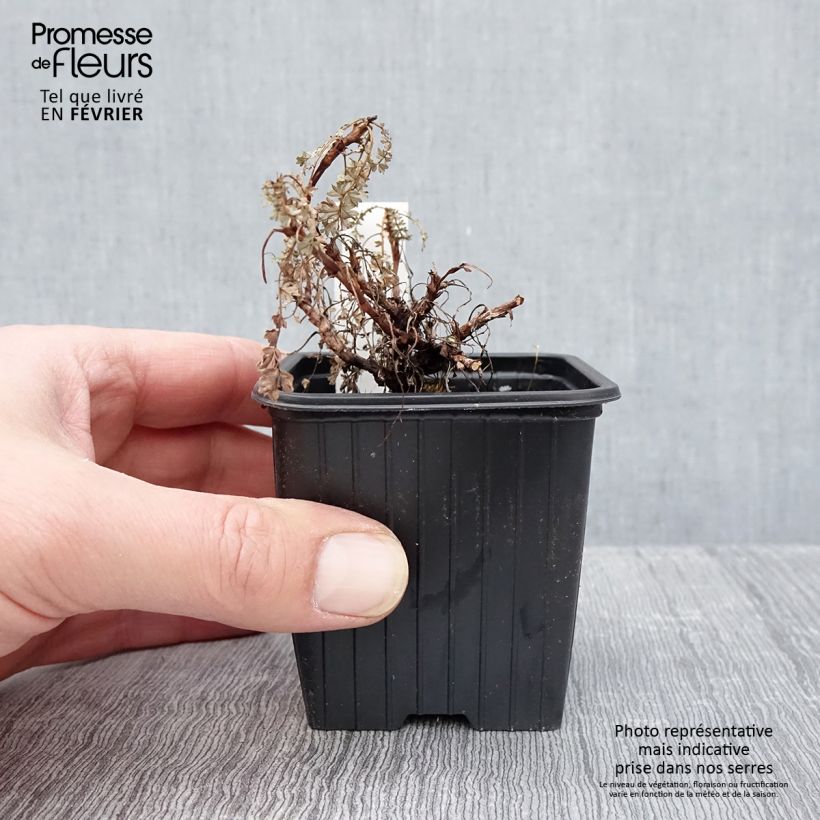 Spécimen de Acaena hybride Blue Haze - Lampourde Godet de 8/9 cm tel que livré en hiver