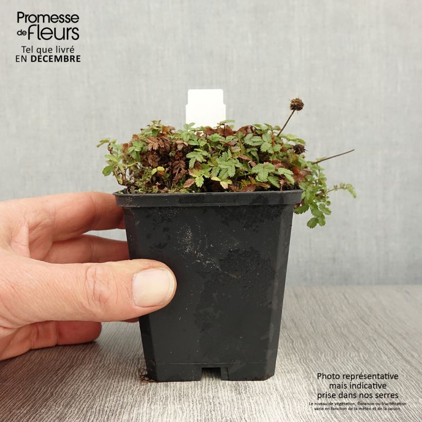 Spécimen de Acaena magellanica - Lampourde Magellan Godet de 8/9 cm tel que livré en automne