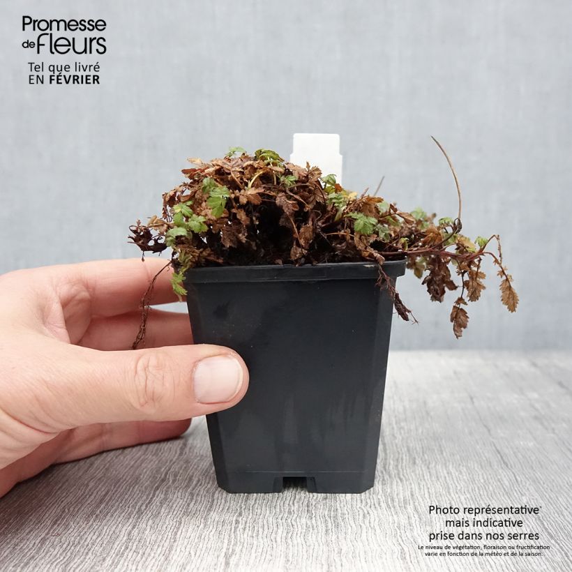 Spécimen de Acaena magellanica - Lampourde Magellan Godet de 8/9 cm tel que livré en hiver