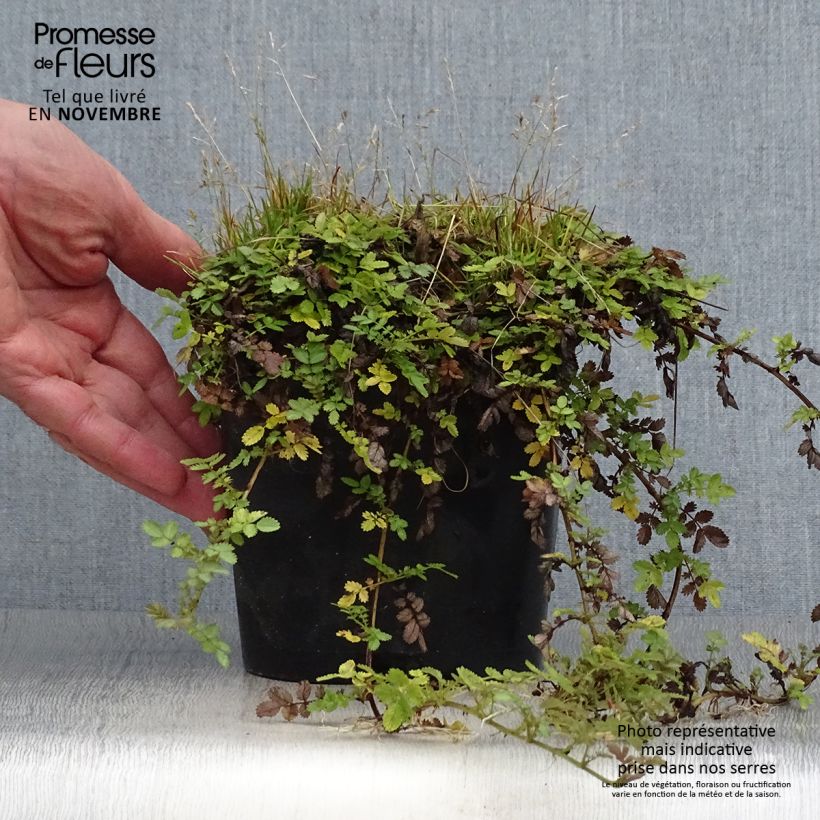 Spécimen de Acaena magellanica - Lampourde Magellan Pot de 2L/3L tel que livré en automne