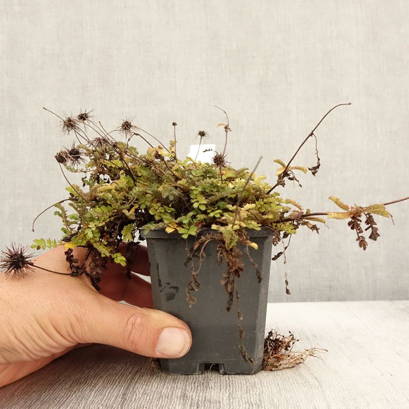 Spécimen de Acaena microphylla Dichte Matte - Lampourde à petites feuilles Godet de 8/9 cm tel que livré en automne