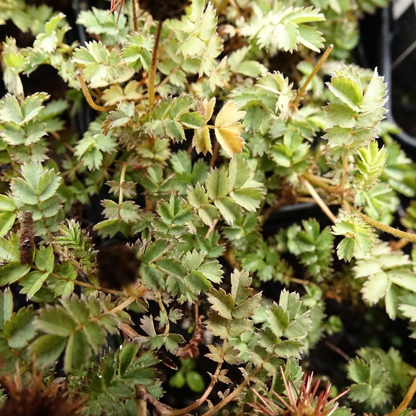 Acaena microphylla Dichte Matte - Lampourde à petites feuilles (Feuillage)