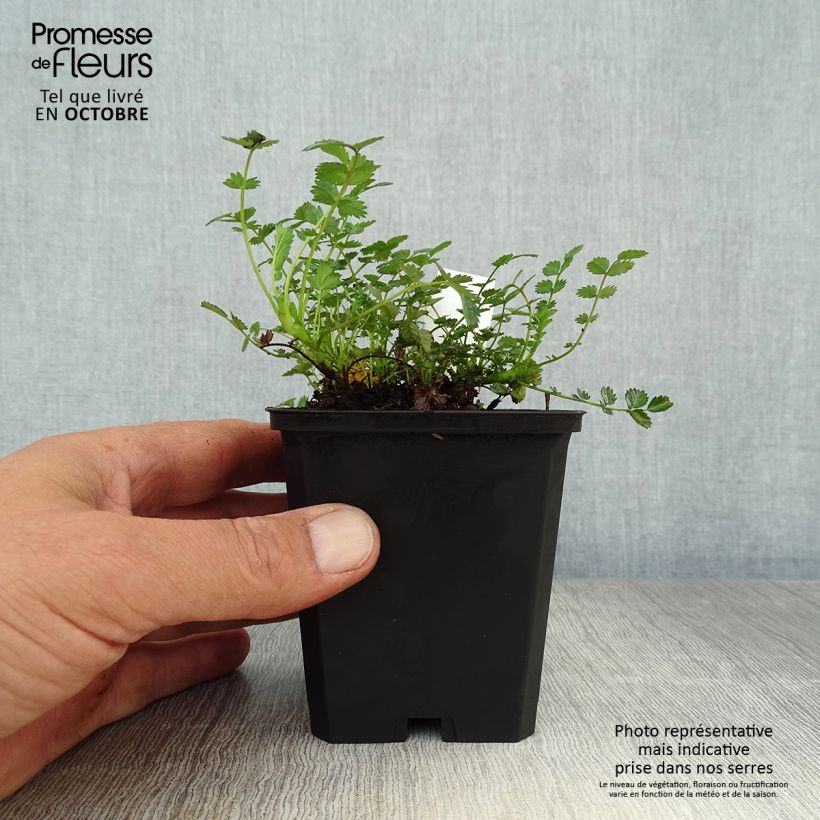 Spécimen de Acaena microphylla - Lampourde à petites feuilles Godet de 8/9 cm tel que livré en automne
