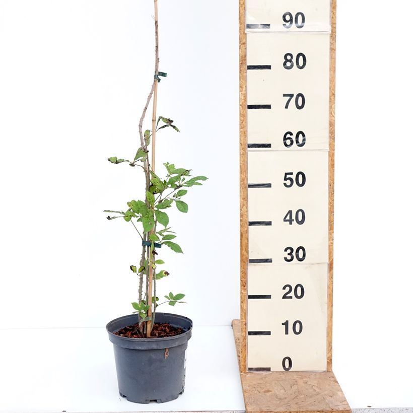 Spécimen de Acanthopanax henryi - Eleutherococcus Pot de 4L/5L tel que livré en automne